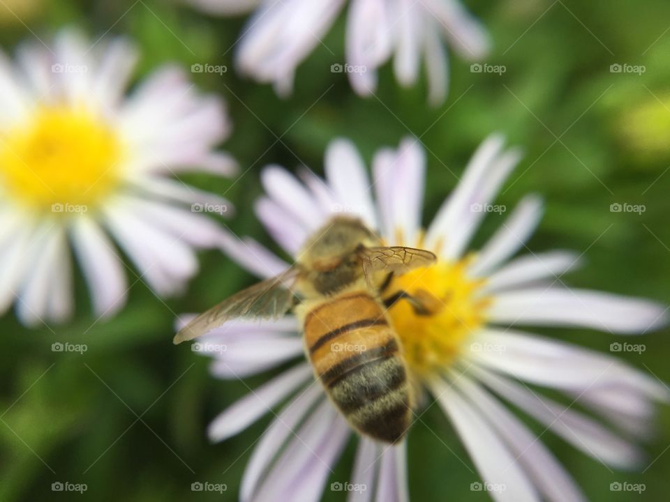 Bee on white daisy