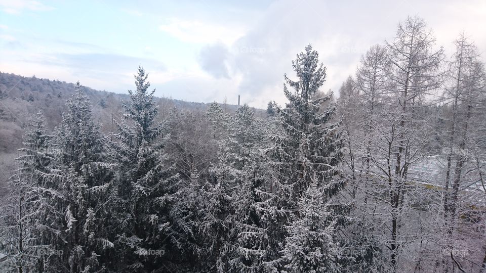 snowy trees in Germany