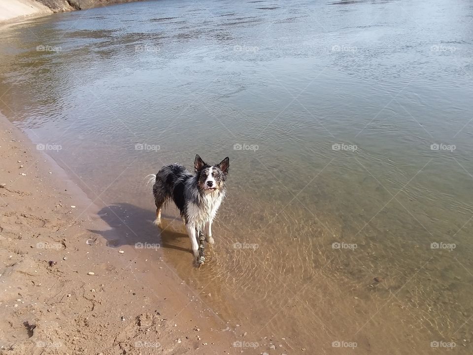 Miggy, my pup, standing in the water making a face at me.