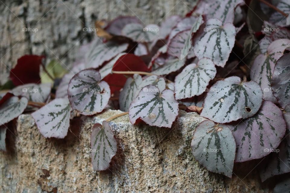 Close up view of beautiful begonias growing on a rock