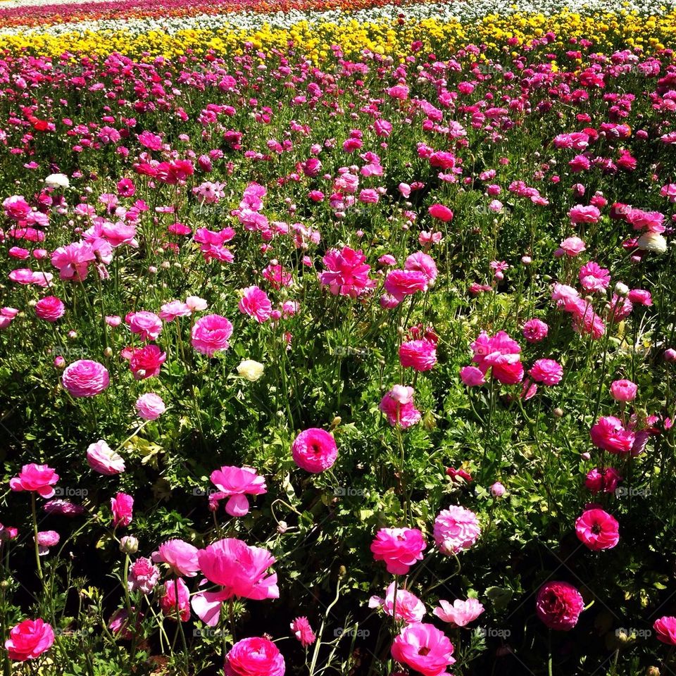 April Flowers at Carlsbad