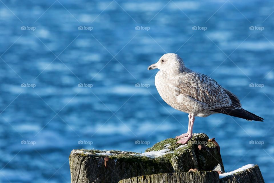 Closeup of one young seagull standing on wooden pole viewing the ocean on a cold sunny winter day 