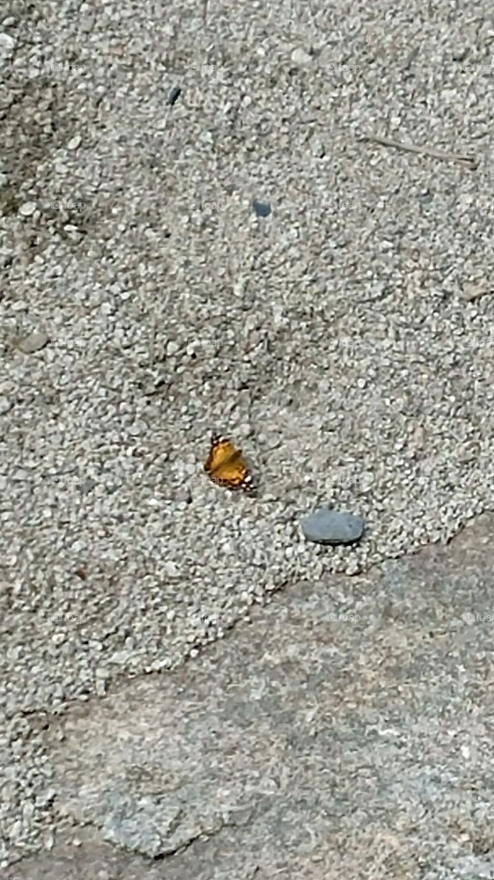 Mountain top butterfly 