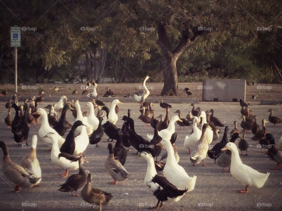 Park ducks geese pigeons birds feeding trees water