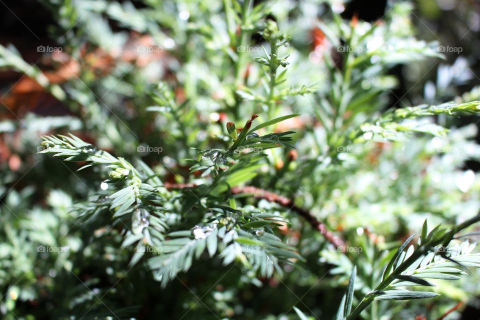 Baby redwood tree pine needles