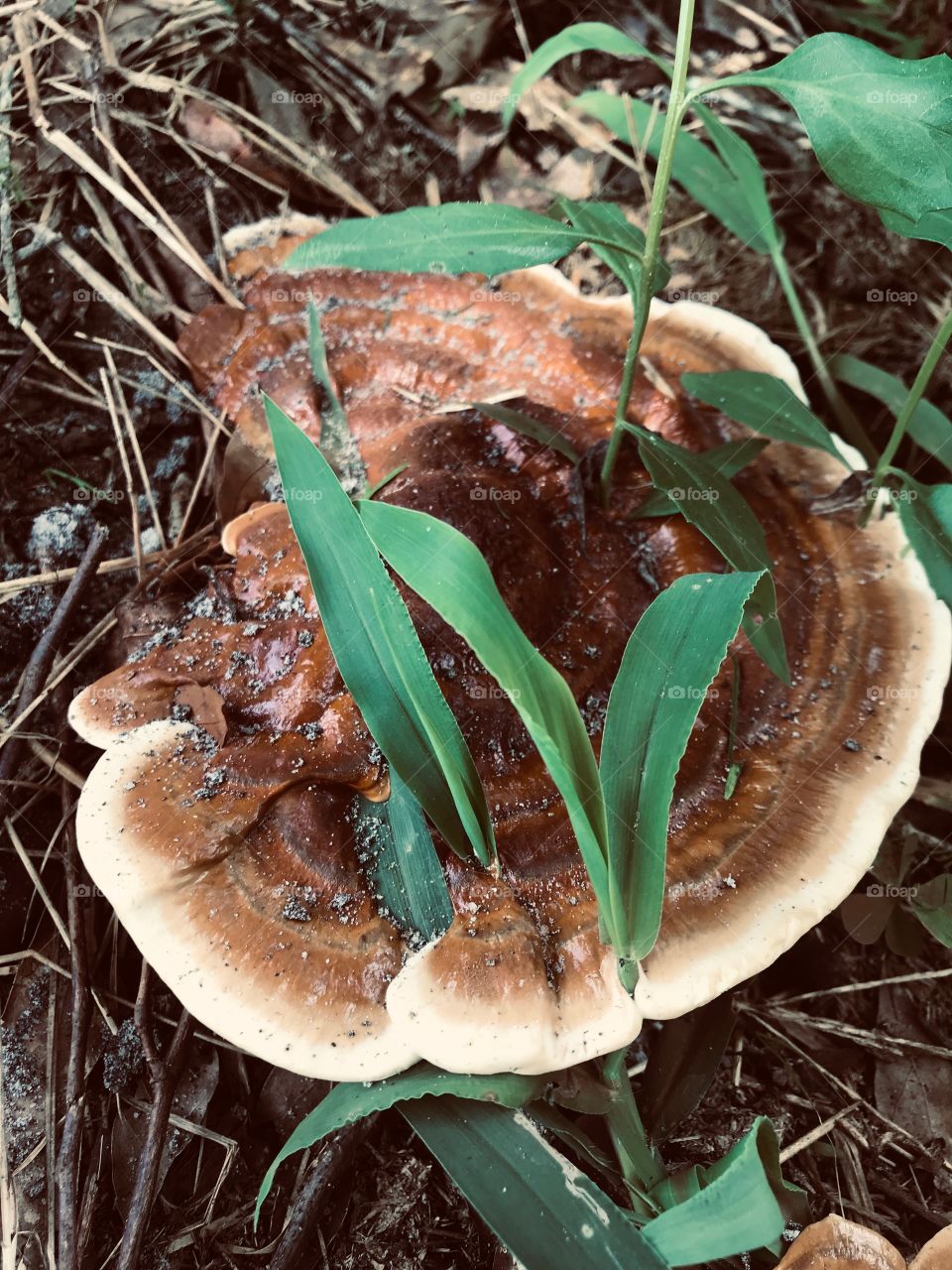 Mushroom with grass growing through it found in the woods of South Georgia. 