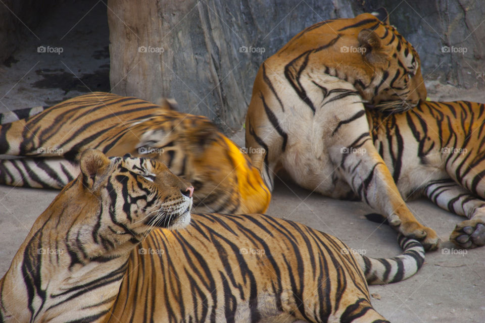 THE BENGAL TIGERS IN PATTAYA THAILAND
