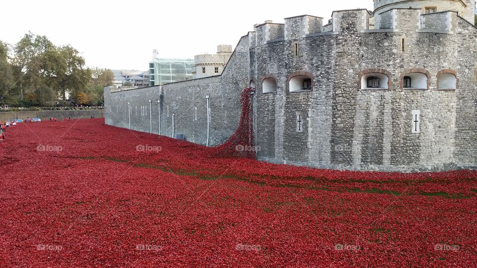 Sea of Poppys. The Tower of London