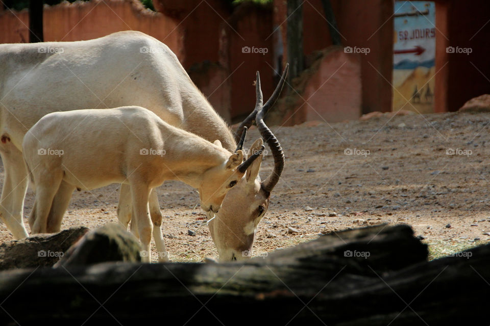 mammals animals goats by stef79