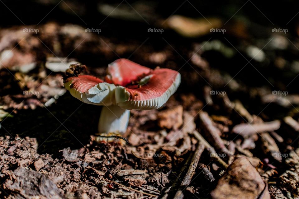 red top mushroom growing in the forest