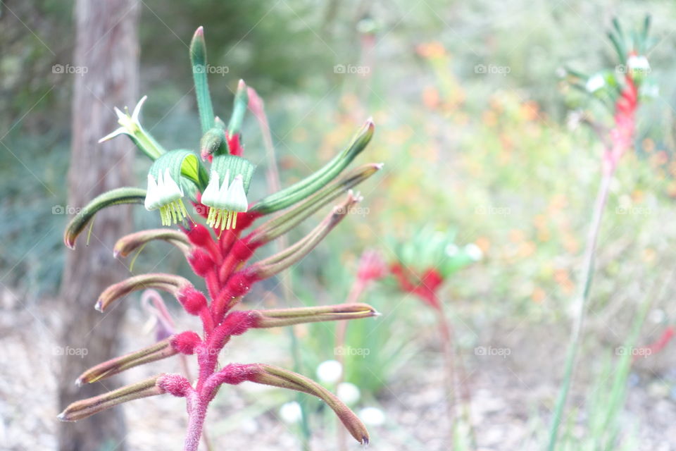 Unique wildflower called mangles kangaroo paw in Kings Park, Perth, Western Australia.
