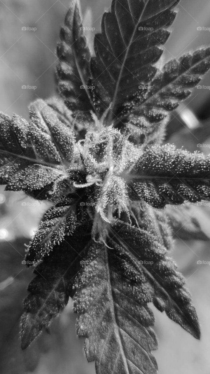 A tiny Flower in full bloom