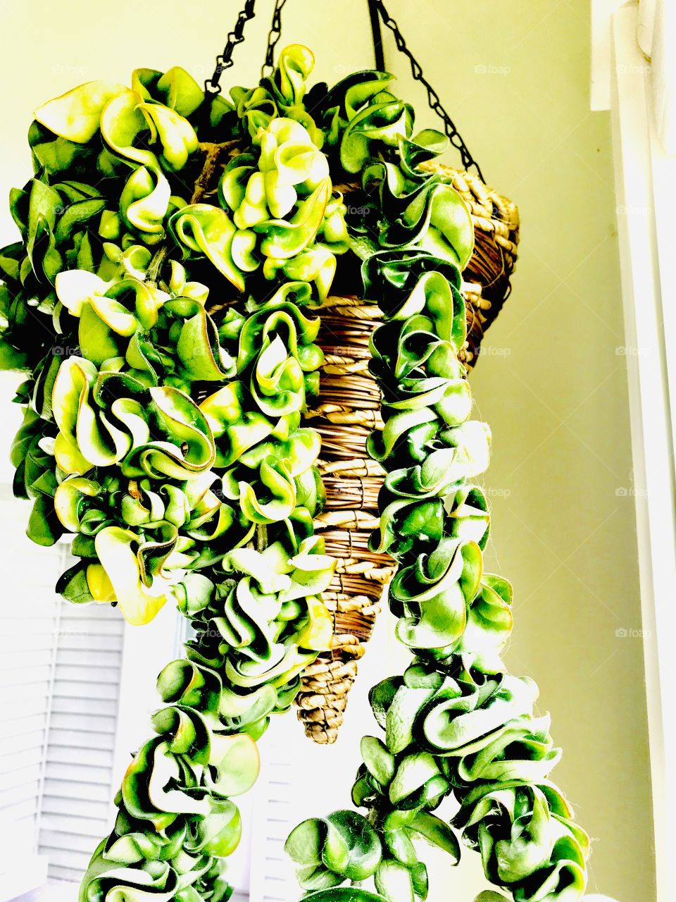 Gorgeous bright green hanging plant has very interesting leaves and shape to it!! 