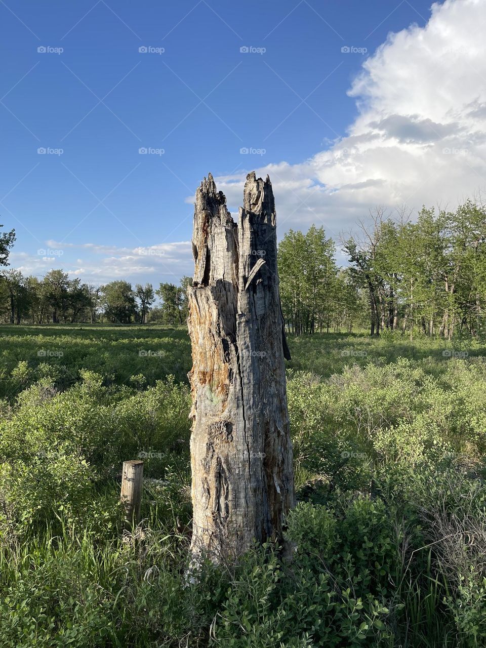 BROKEN TREE IN THE FOREST