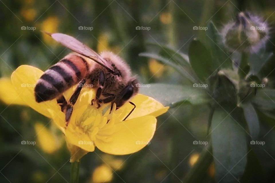 Bee on a butter cup