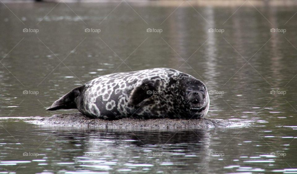 Saimaa ringed seal on a rock, spring time.