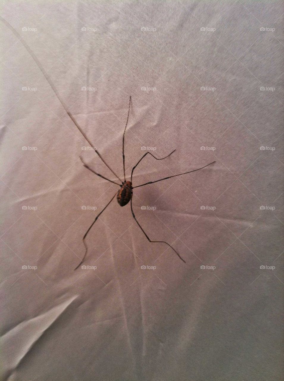 spider on tent wall