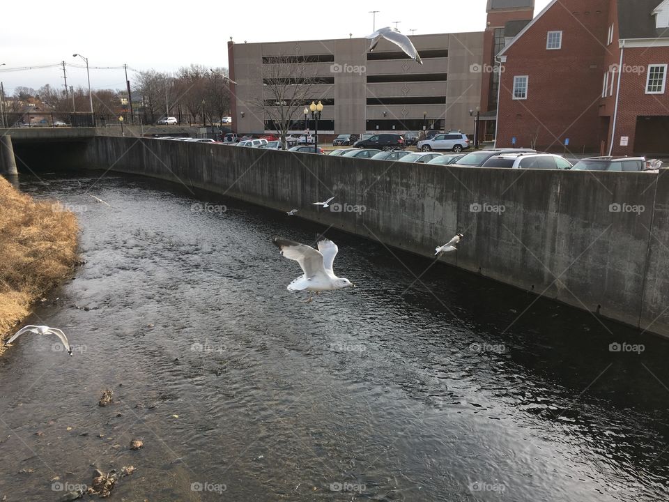 Seagulls