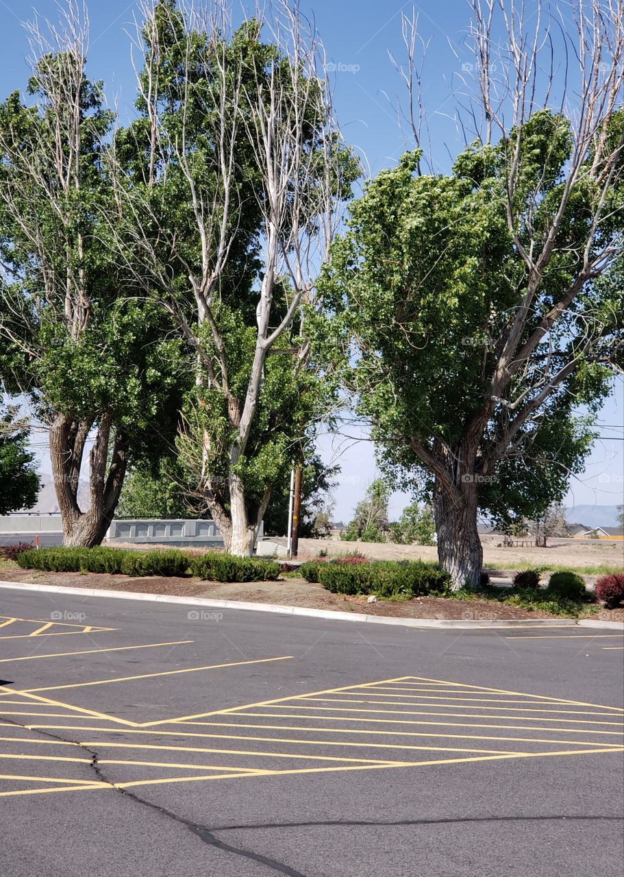 An urban parking lot looks out onto a rural setting with a small bridge, landscaped trees, and a clear blue sky on a summer day in Central Oregon.