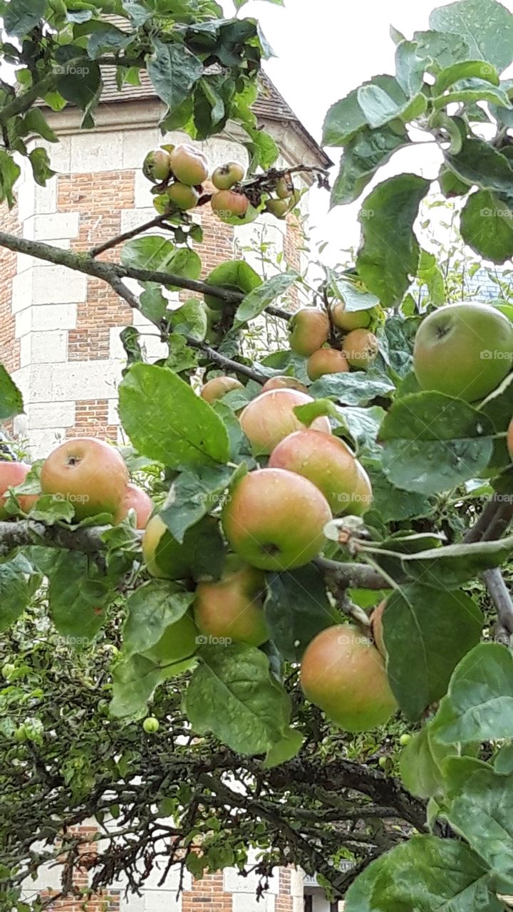 Apple tree in the Deauville city hall garden