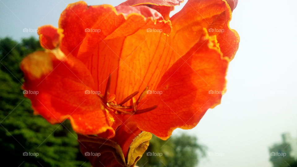 beautiful blooming red flowers