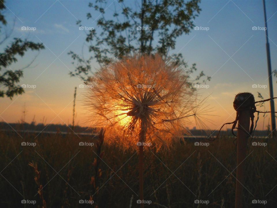 dandelion on a background of dawn