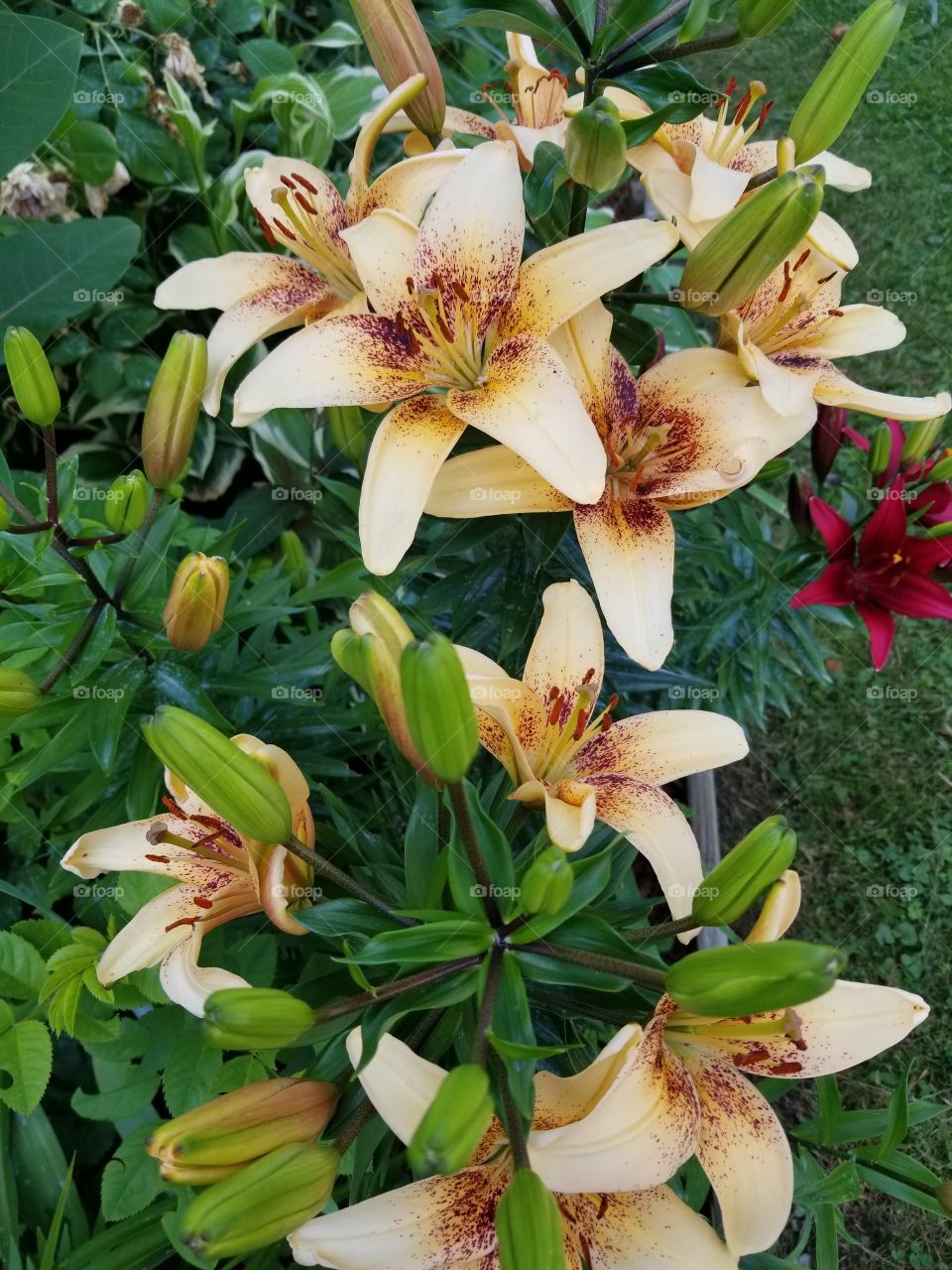 The Lilies