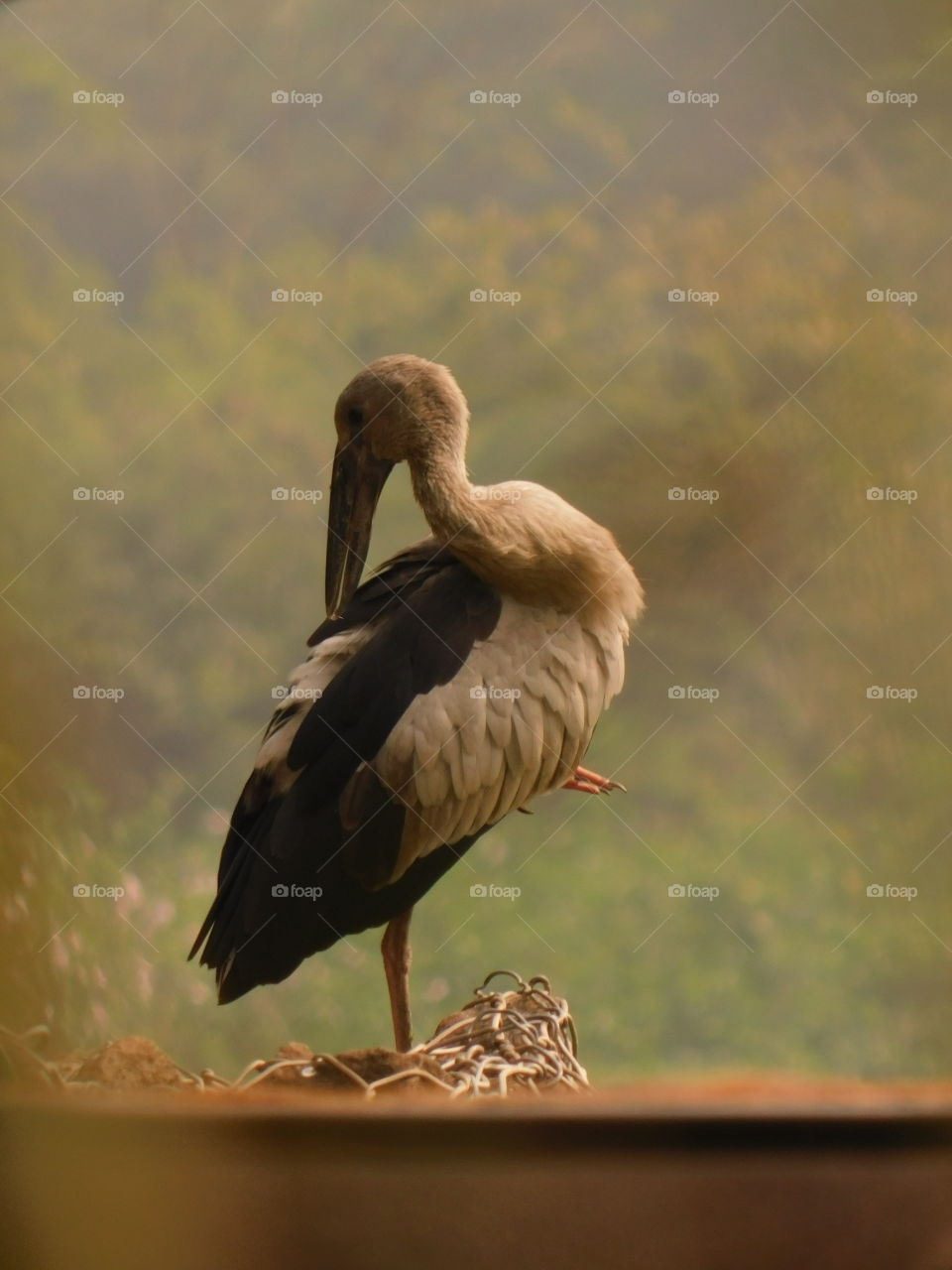 Bird Photography-The Asian openbill or Asian openbill stork (Anastomus oscitans) is a large wading bird in the stork family Ciconiidae. This distinctive stork is found mainly in the Indian subcontinent and Southeast Asia.They have wetland habitat.