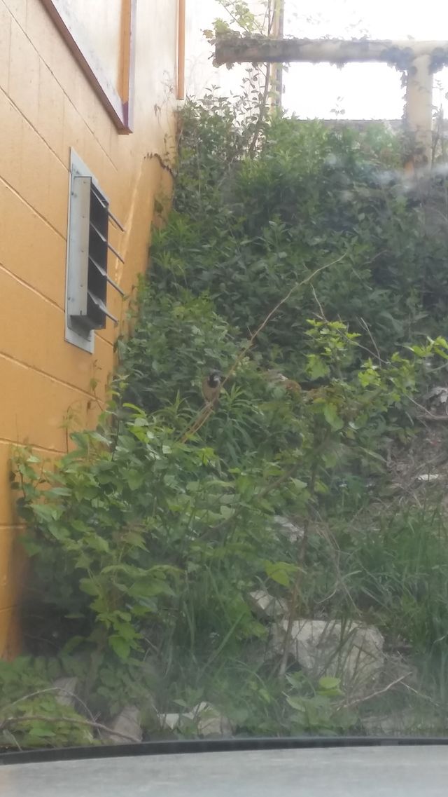 bird