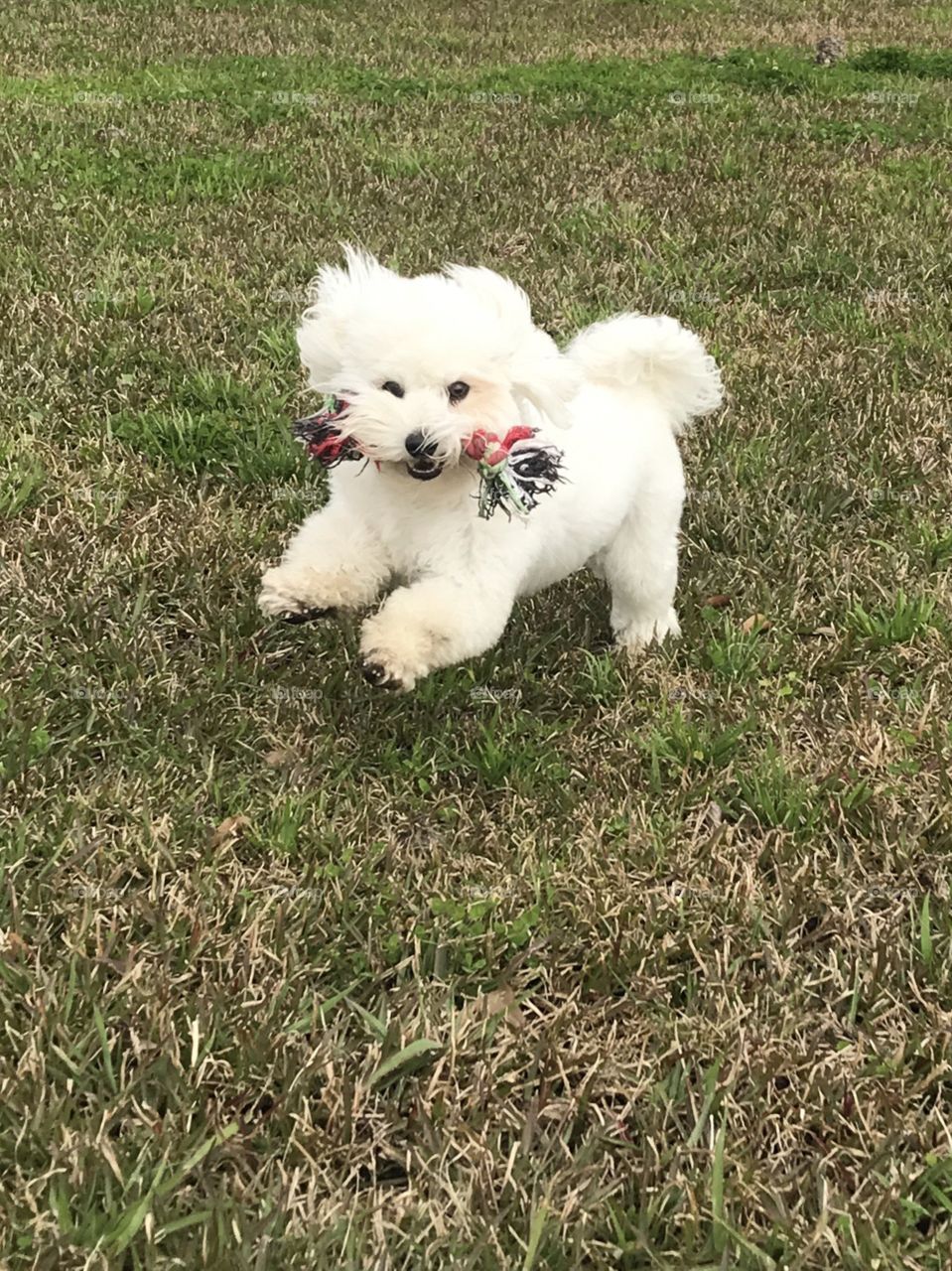 Dog and his favorite rope toy