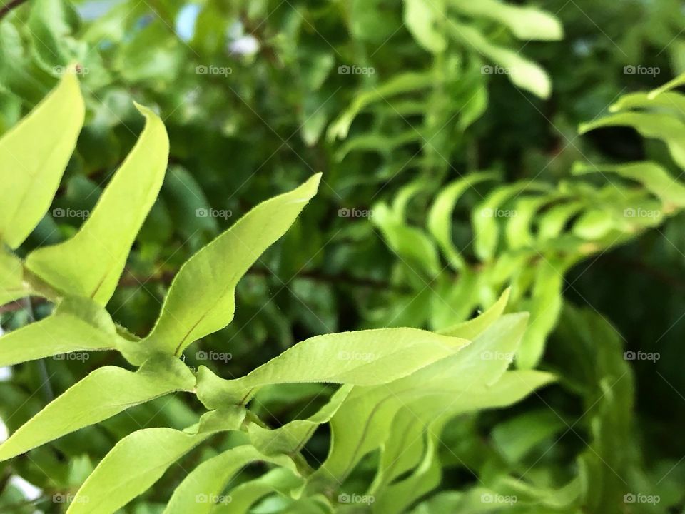 Ferns of green in flower garden.