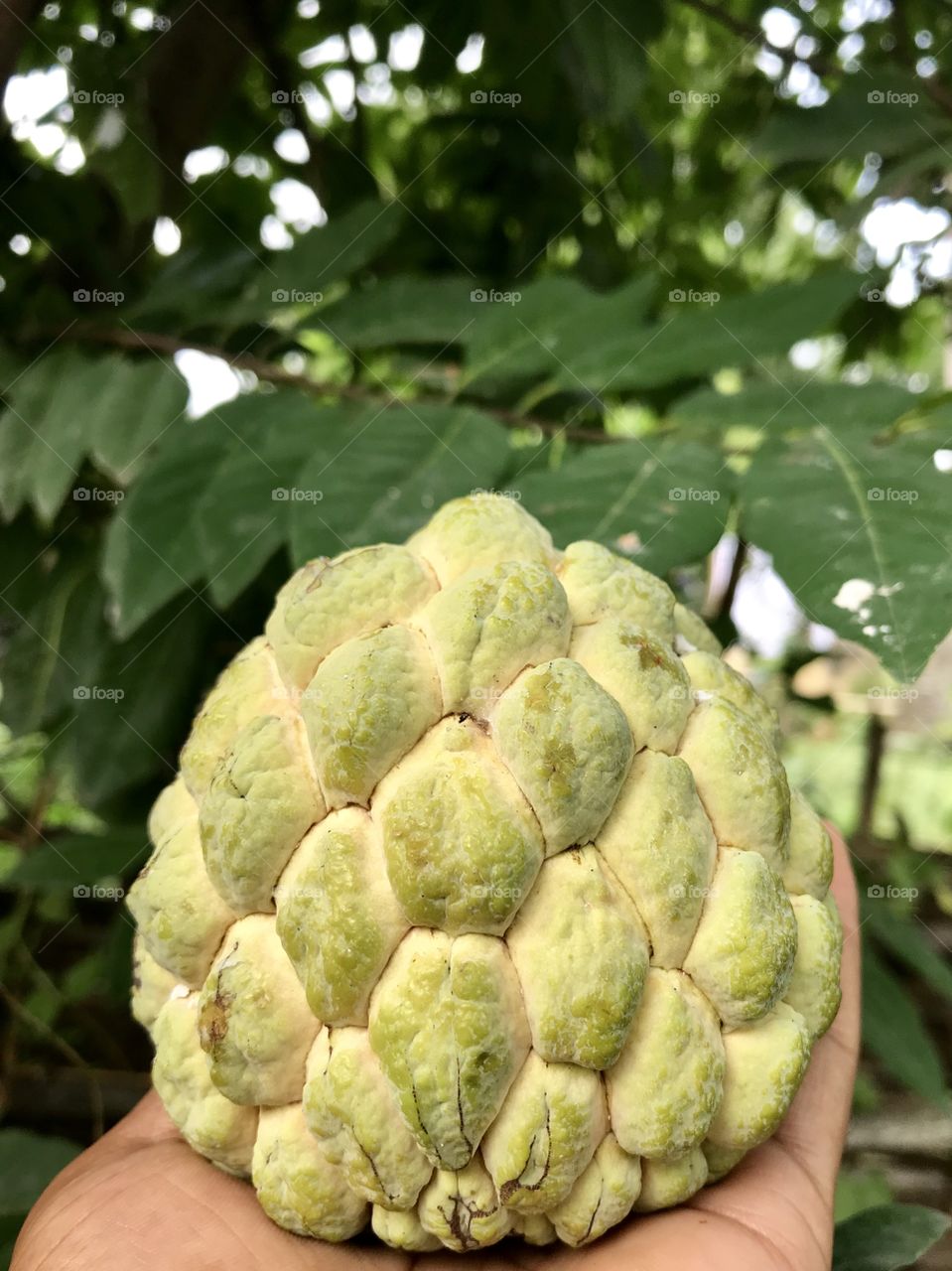 Custard apple