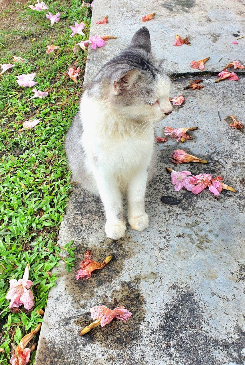 Cat Surrounded by Flowers