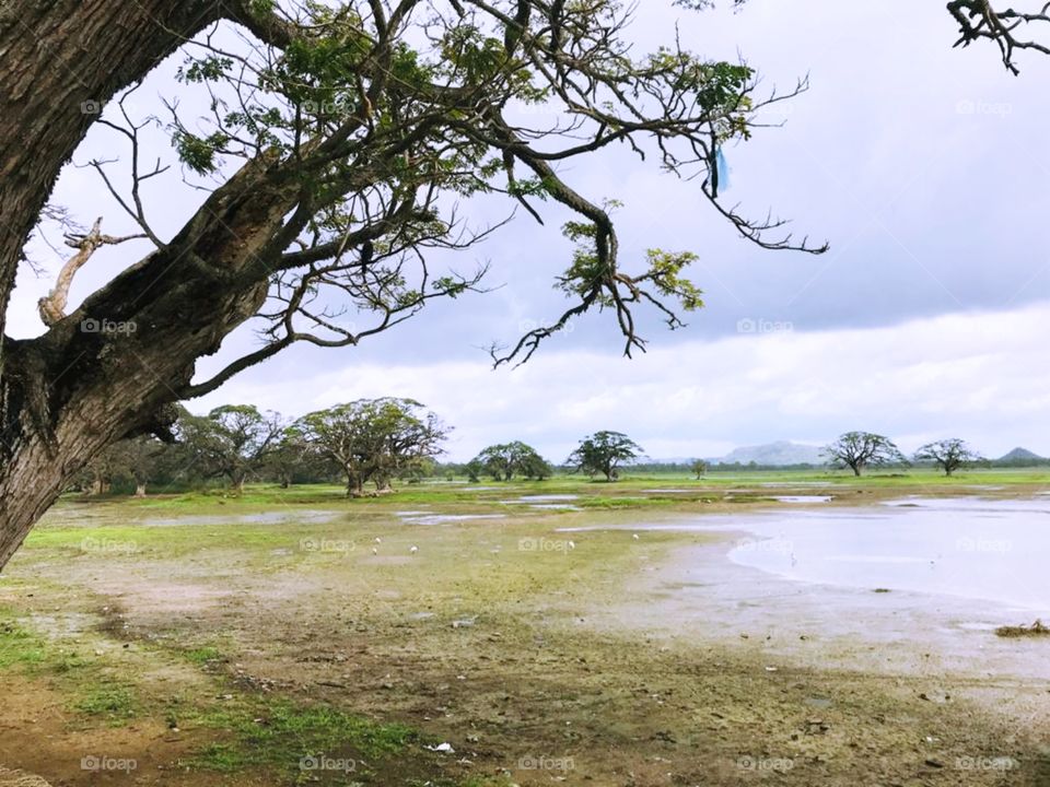 Landscape of grass land in Sri Sri Lanka 