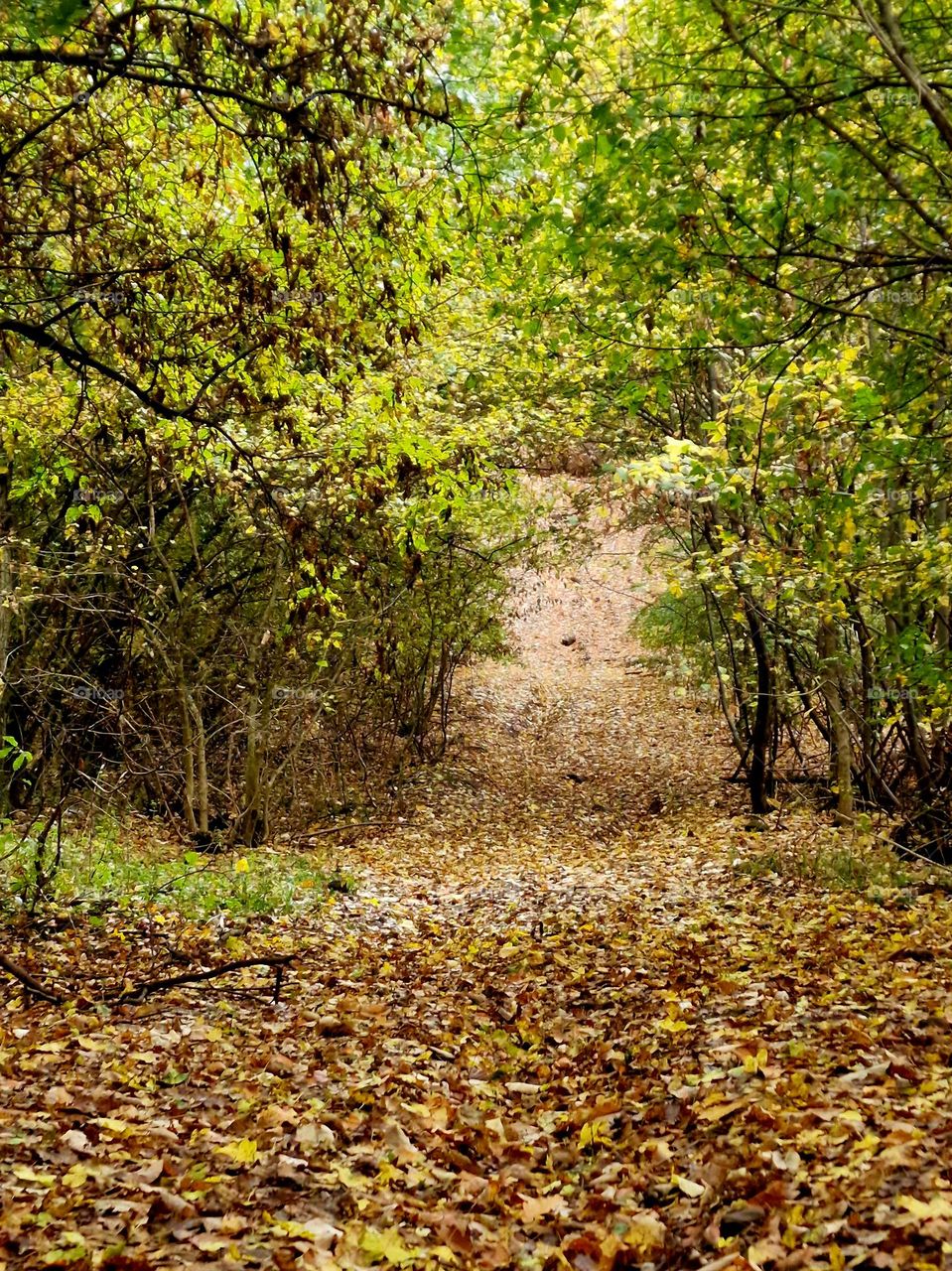 autumn in the forest