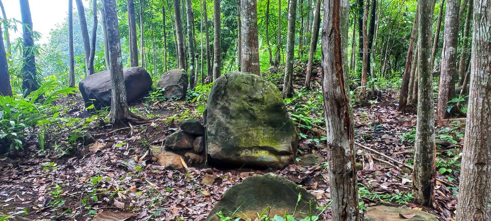 Plantations filled with rocks and trees
