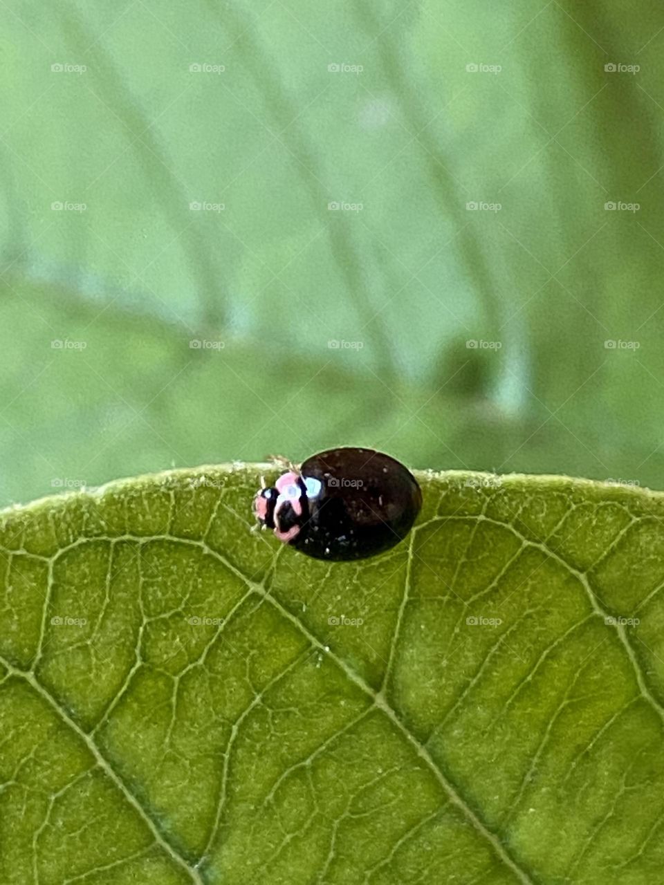 Ladybug is standing on a green leave 