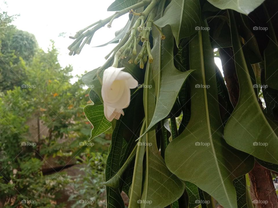 a beautiful white colour flowers