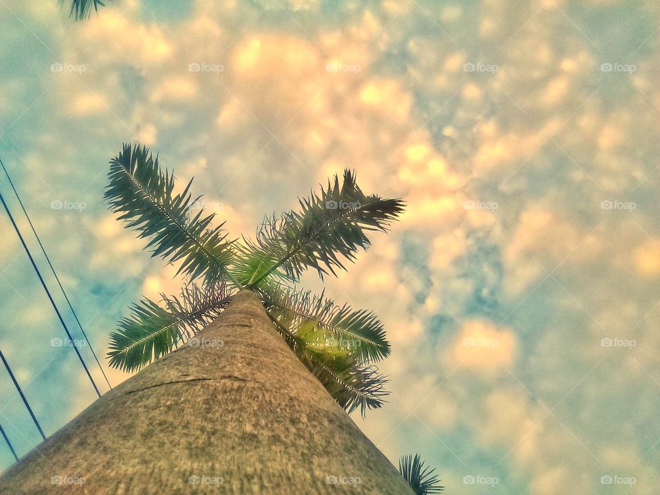 palm tree & sky