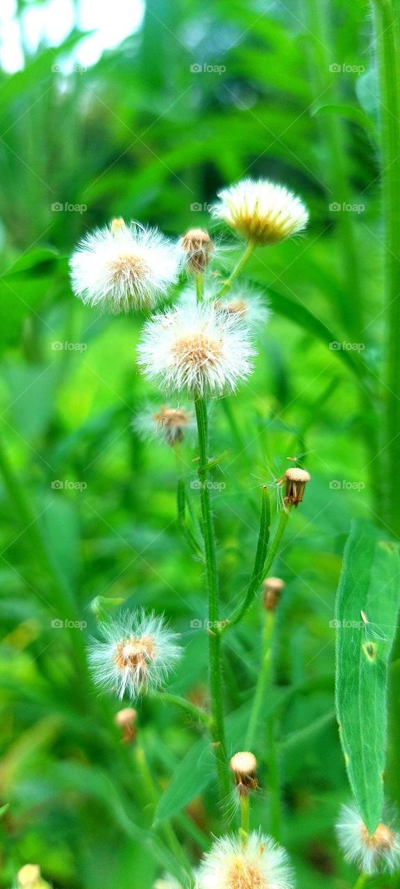 Dandelions in the green