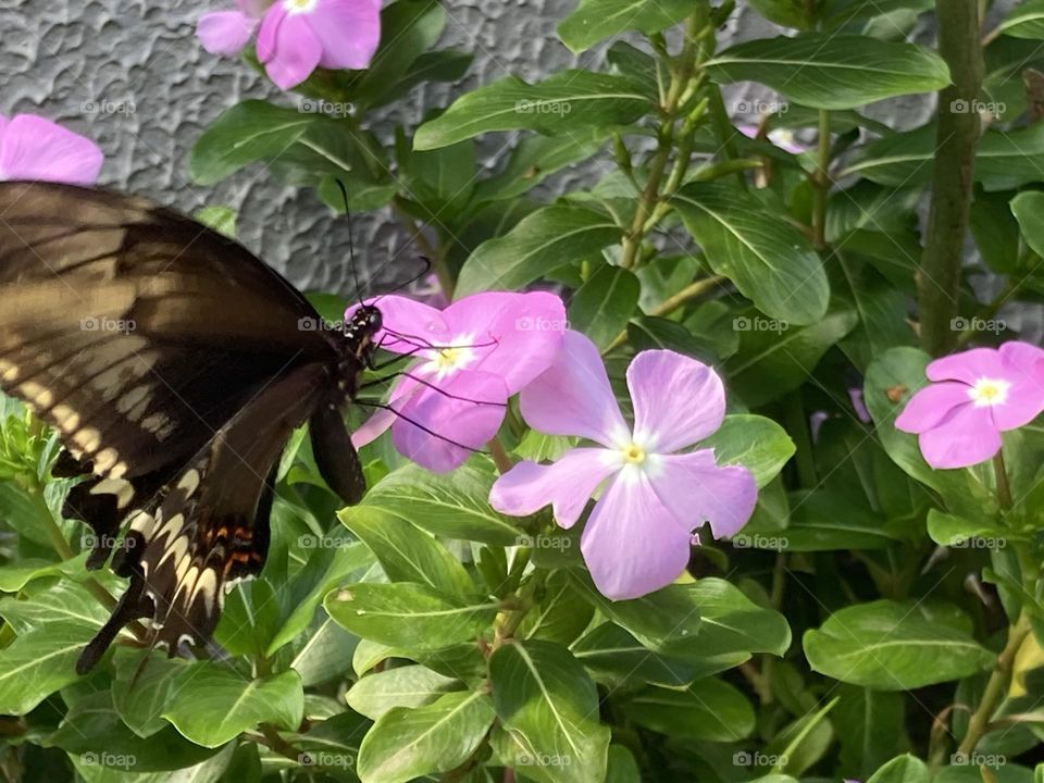 Jardim com flores cor de rosa rodeadas por folhas verdes com borboleta marrom sugando o néctar.