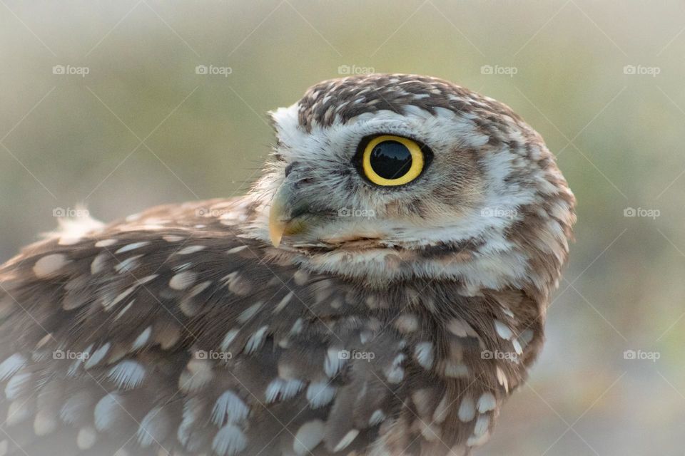 owl