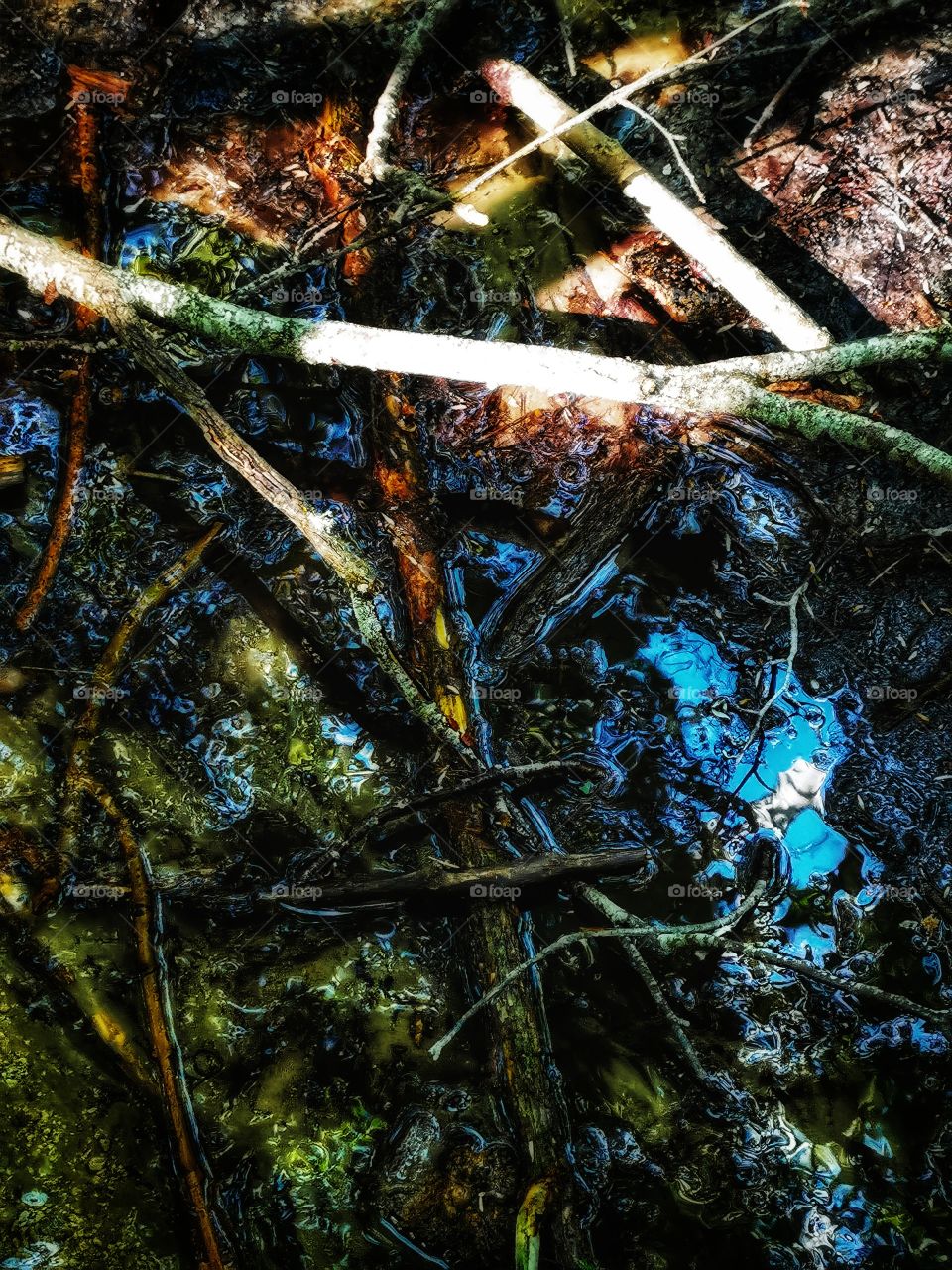 Rain puddle nature view eco focus day part sun sunny travel Light reys trip form plant part shades shape beauty greens outdoor freedom happy happiness