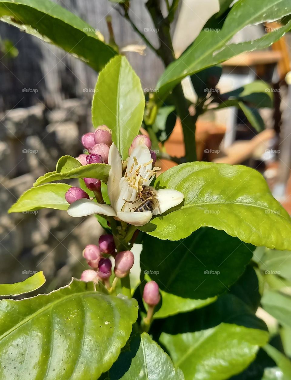 Abeja libadora en flor