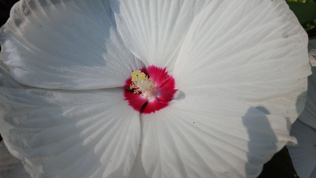 Hibiscus. A big flower