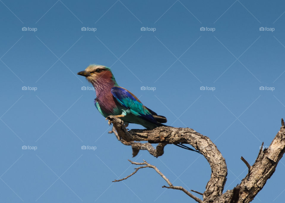 A Lilac-breasted roller from MalaMala 
