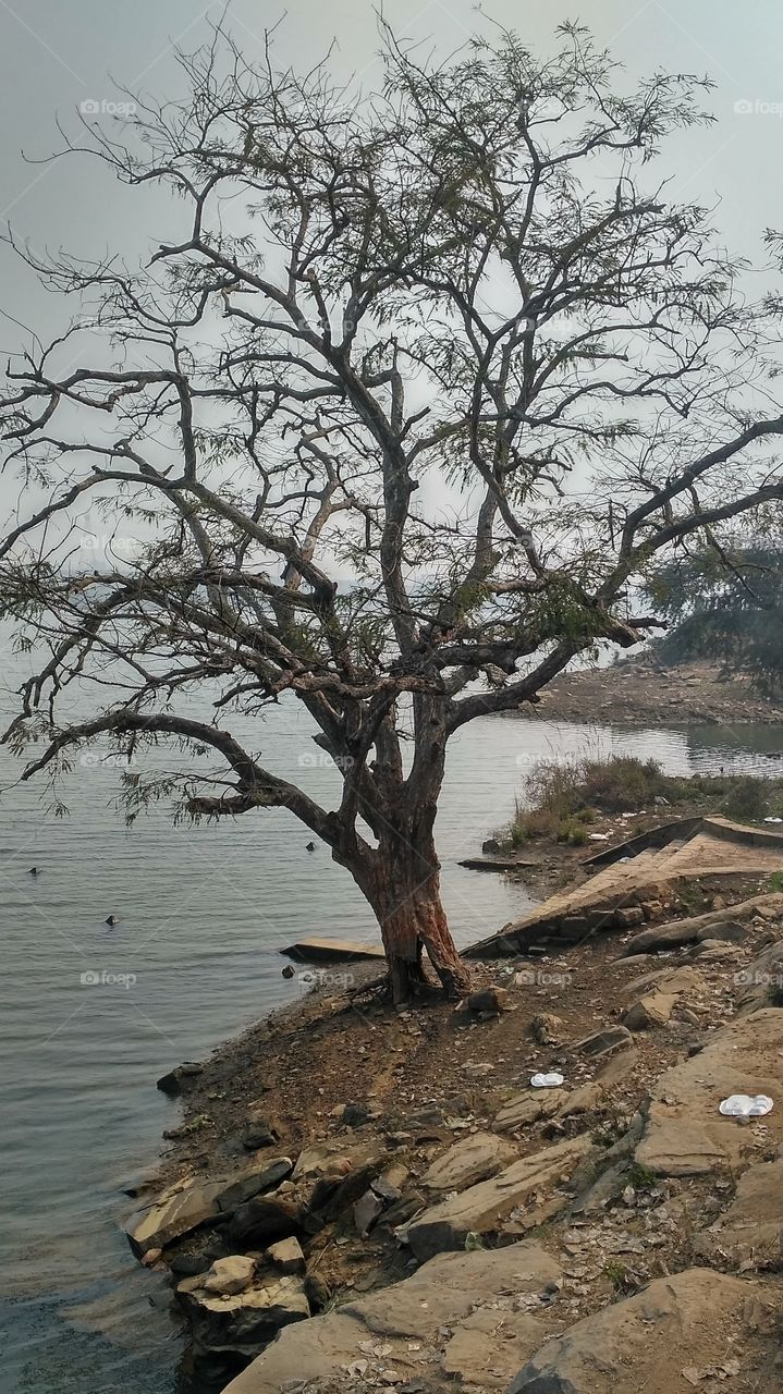 Bare tree near lake