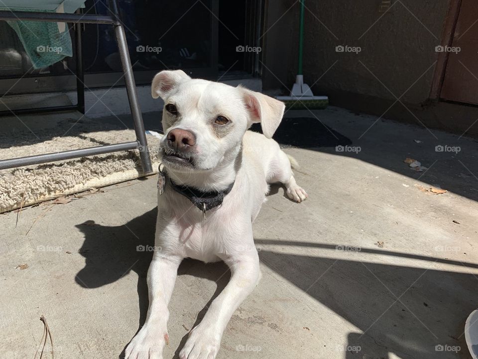 Dog with white fur sitting in the sun while on porch. California 
