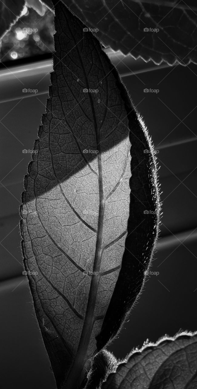 Leaf in BW