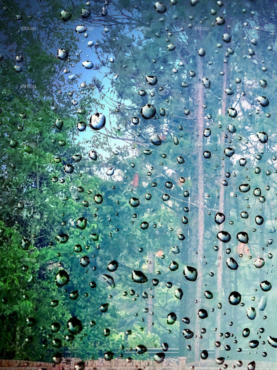 Trees through Rain